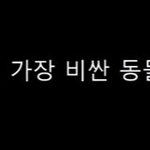 세상에서 가장 비싼 <b>애완</b>동물 ㅎㄷㄷ;