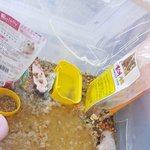 <b>빗물</b> 속 유기햄스터의 외침