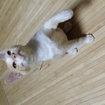 <b>파스텔</b>기다리신분들께