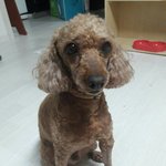[<b>동행</b>세상] 가족으로 살다 보호소에 버려진 푸들 코난.