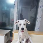 새식구 슈나우져 두번째 이야기^^