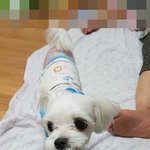 [꼬꼬상] 뇌가 맑은 아이 만두~