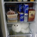 [고양이] 앤이 또 왔습니다.