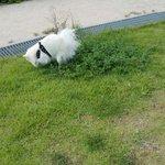 [강아지] 스피츠 볼리아리 산책사진보세요~^^