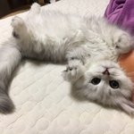 [고양이] 엉뚱<b>발랄</b> 페르시안친칠라 용덕커플