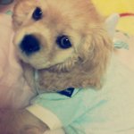 [반려견] 5년전 내품으로온 아기천사