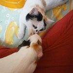 <b>무늬</b>만 가족인 수상한 동물들