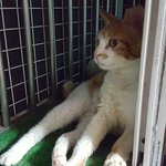 [고양이] (서울,인천,경기)구내염을 앓고 있으면서도 너무너무 애교많고...