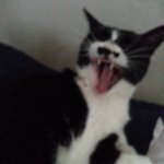 [고양이] 매력냥 흥국이 보고가세요ㅋㅋ(2)