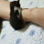 [고양이] <b>나무</b>와 마루! 글고새식구(='ㅅ'=)