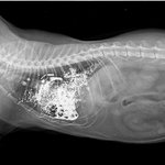 고양이가 많이 아파요.. 도와주세요..