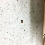 복숭아티 가루에서 이상한거나왔음(<b>사진O</b>