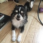 [강아지] 장모치와와&amp;<b>포메</b>.맹자와 뭉치(7탄)