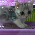 [고양이] 저희 설이에게 힘을주세요...