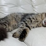 [고양이] 혹시 둘째개냥이 원하시는 집사님계시나요?