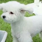 톡선 <b>글</b> 보다가 생각난 건데 <b>니</b>네