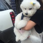 머리에 삔했다고 <b>화난</b> 강아지 ㅋㅋㅋㅋ