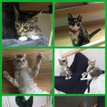 냥이 입양 계획중인 분들 꼭 봐주세요( . .)