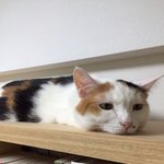 [퐁타네] 오동통 <b>너구리</b> 손가락은 내 친구