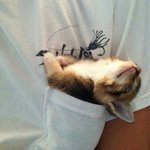 [댓글부탁해] 자기<b>집</b>고양이<b>사진</b> 올리고가자
