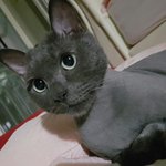 [고양이] 고양이 대해 아시는분 꼭 댓글부탁드립니다..