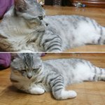 [사랑이네] 안녕하세요~ 사랑이에요!