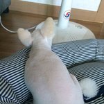 <b>포메</b> 건빵이 다이어트를 꼭 시켜야할까요??