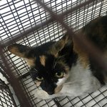 [고양이] 저는어찌해야할까요?2