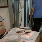 [<b>동행</b>세상] 식당에사는 친구의 밥을 얻어 먹어가며 살아온 설이.
