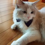 [고양이] <b>내사</b>랑 씩씩이장군님