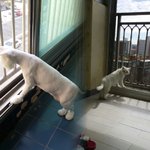 [고양이] 앤이입니다.