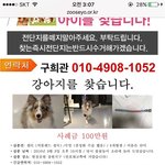 강아지불꽃놀이조심하세요