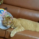 [고양이] 빵꼬네