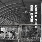 [도와주세요] [구조소식]   번<b>식장</b>에서  여덟 천사들이  구조되었습니다...