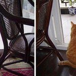 감당안되는 아깽이 <b>성장속도</b>