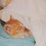 길고양이 랜디 이야기