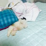 할머니가 강아지 데려오심