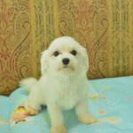 [도와주세요] 1살 말티즈 해왕이의 따뜻한 가족이 되어주세요!