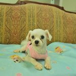 작은 체구를 가진 말티즈.. <b>천왕</b>에게 사랑을 주실 가족을 찾습니다...