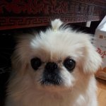 사랑하는 왕<b>눈아</b>..너무보고싶다..