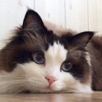 [탑과<b>라떼</b>] 털돼냥이들 여름 잘견디고 인사드려요(=^ェ^=)