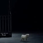 [방탄소년단] 강아지 특별<b>출연</b>