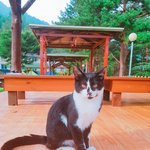 [도와주세요] 추가- 강원도 인제 용대리 길냥이..ㅜㅠ
