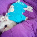 [<b>흰둥이</b>] 유기견이었던 우리 <b>흰둥이</b>