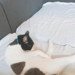 코카푸랑 냥이 두마리 일상_ :D