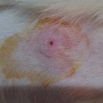 강아지 <b>병명</b>과 이유