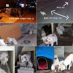[동행세상] 개장수에게 새끼를 잃을 운명이였던 <b>어미</b>백구 송이