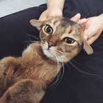 [고양이] 부부와 함께하는 동거묘 세마리 6 - 사람보다 더 사람같은...