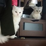 <b>보호소</b>에서 데려온지 벌써 2년....