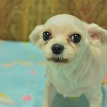 따뜻한 가족을 기다리는  말티즈 <b>수성</b>이의 엄마아빠가 되어주세요.